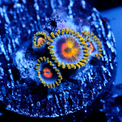 Gold Burn Zoanthid