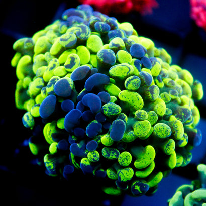 JC Ultra Bicolor Splatter Hammer