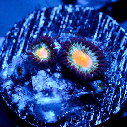 Blue Alien Blood Zoanthid