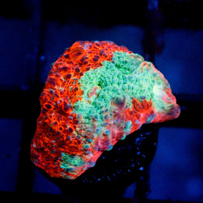 JC Citrus Dream chalice