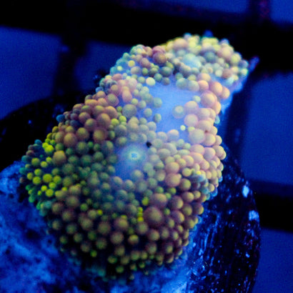 JC Sweet Lime Ricordea
