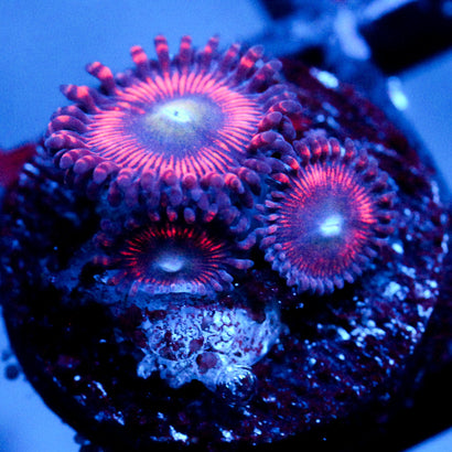 Extravaganza Zoanthid