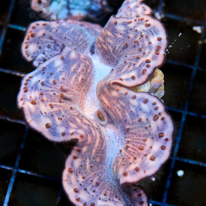 Camo Maxima Clam