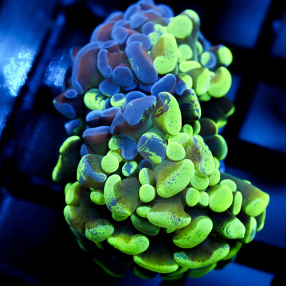 JC Bicolor Splatter Hammer