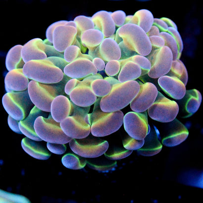 JC Ultra Hologram Hammer