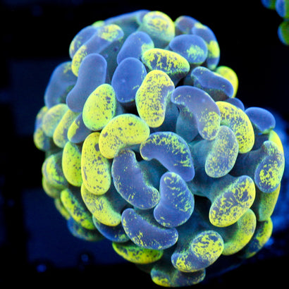 JC Yellow Splatter Hammer