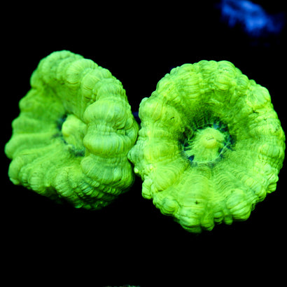 JC Neon Green Trumpet
