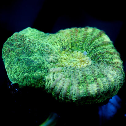 JC Neon Green Favia
