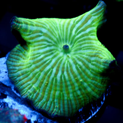 JC Water Melon Rind Mushroom