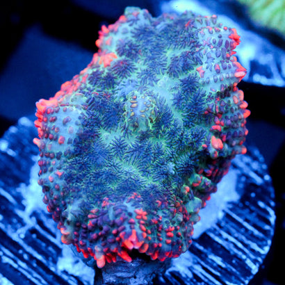 JC Yeti Flesh Mushroom