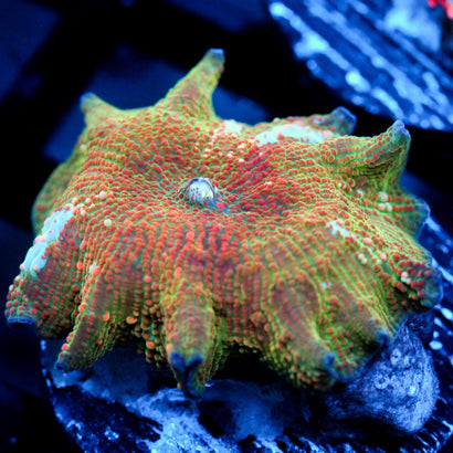 JC Chicken Pox Discosoma