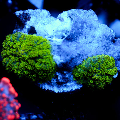 JC Neon Green Rhodactis Mushroom