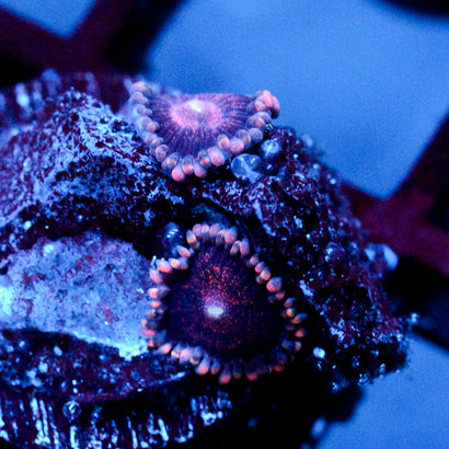 JC Obsidian Glitter Zoanthid