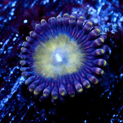 JC Plum Zoanthid
