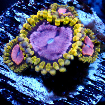Purple Monster Zoanthid