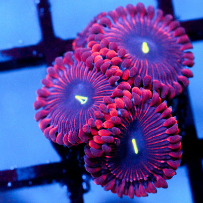 Purple People Eater Zoanthid