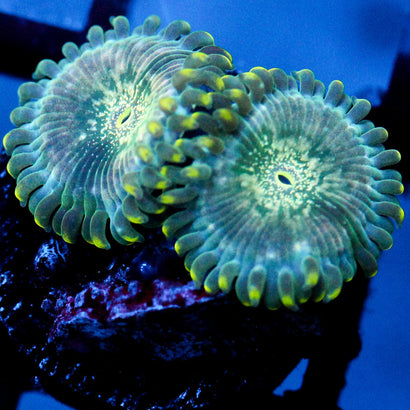 Hawaiian Ding Dang Zoanthid