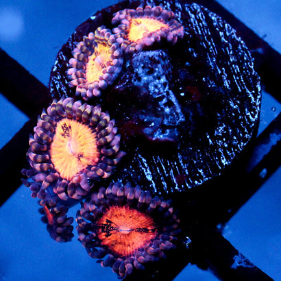 JC Speckled Kraze Zoanthid