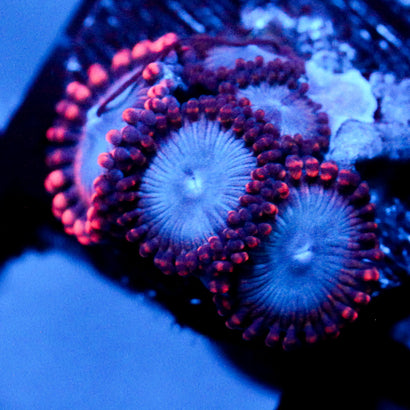 JC Molten Sulfer Zoanthid