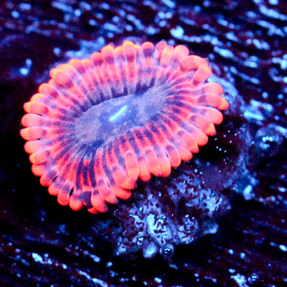 JC Utter Typhloshion Zoanthid