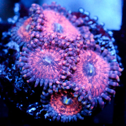 JC Amber Bliss Zoanthid