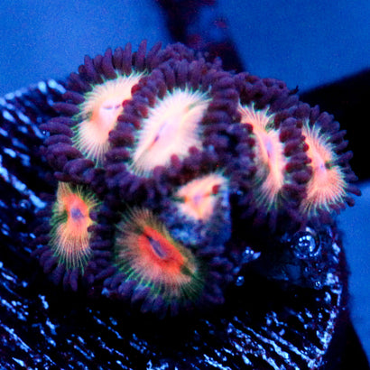 JC Peach Bellini Zoanthid