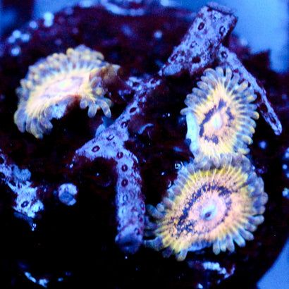 JC Oceanside Zoanthid