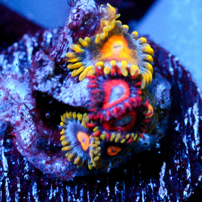 JC Mixed Up Zoanthids