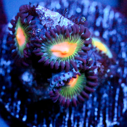 JC Alien Blood Zoanthid