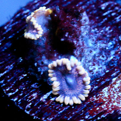 JC Mesosphere Zoanthid