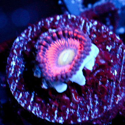 JC Red Hypnotoad Zoanthid