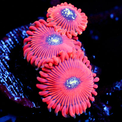 JC Magicians Zoanthid