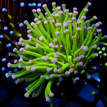 JC Cotton Candy Torch