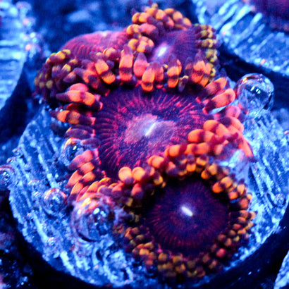JC Purple Empress Zoanthid