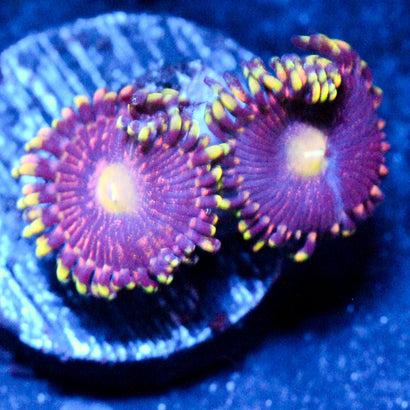 Bozos birthday Zoanthid