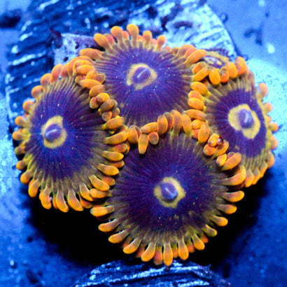 Rainbow Yoda Zoanthid