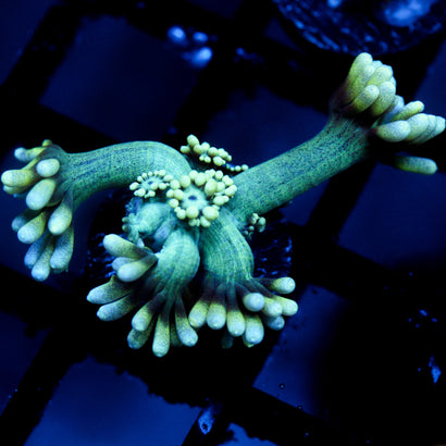 JC Beachy Breeze Goni