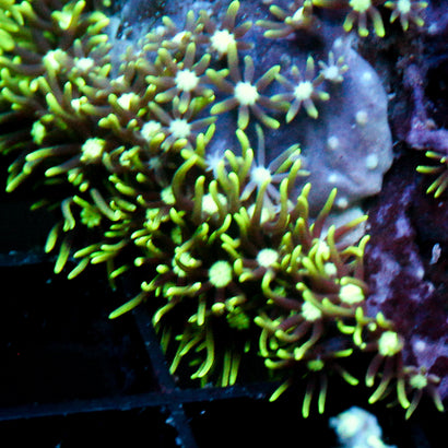 JC Star Polyp