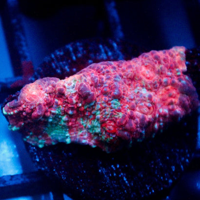 JC Unholy Trinity Chalice