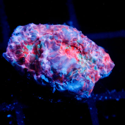 JC Unholy Trinity Chalice