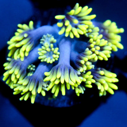 JC Solar Petals Goni