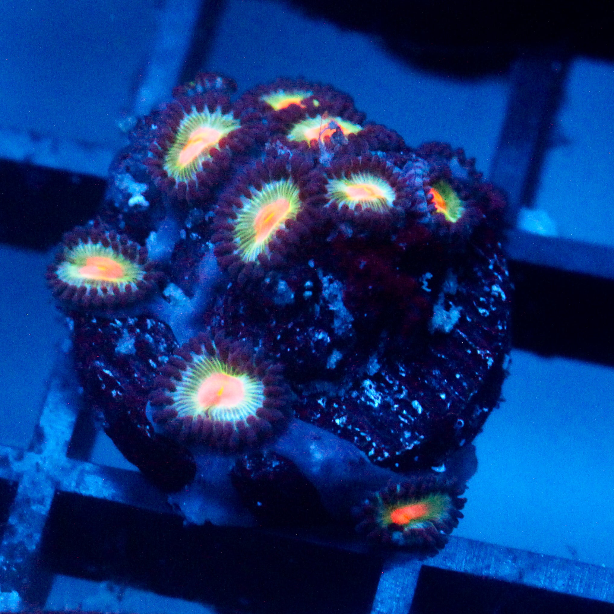 JC Blue Raven Zoanthid