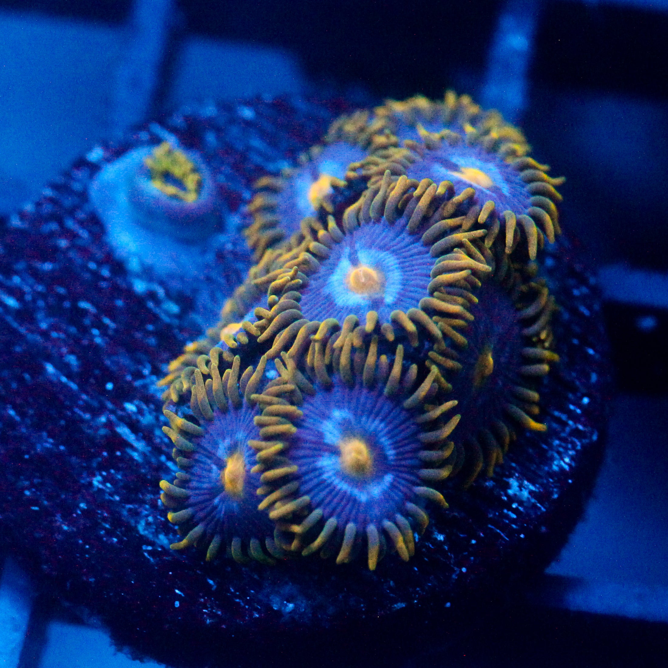 JC Blue Beast Zoanthid