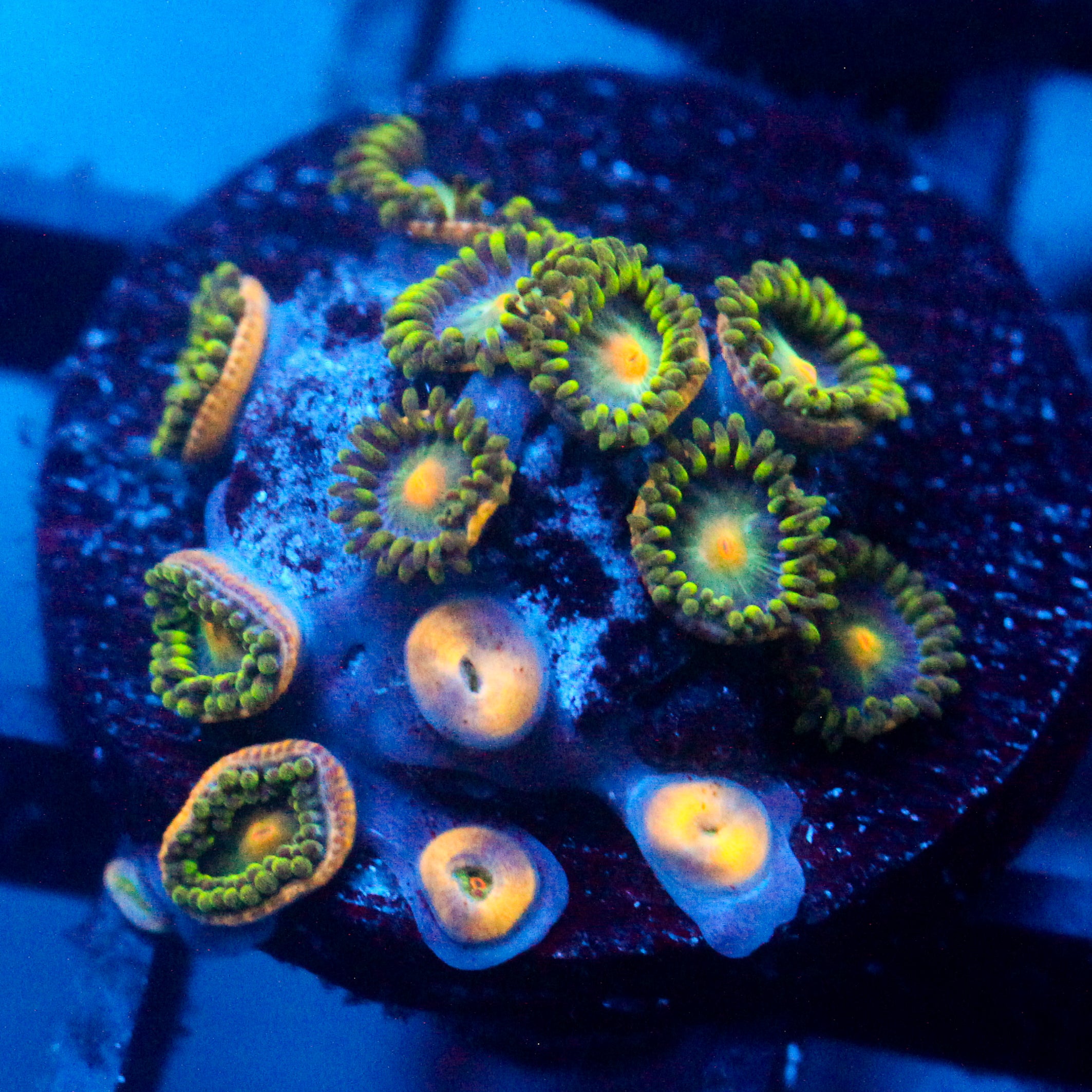 JC Green Crawler Zoanthid