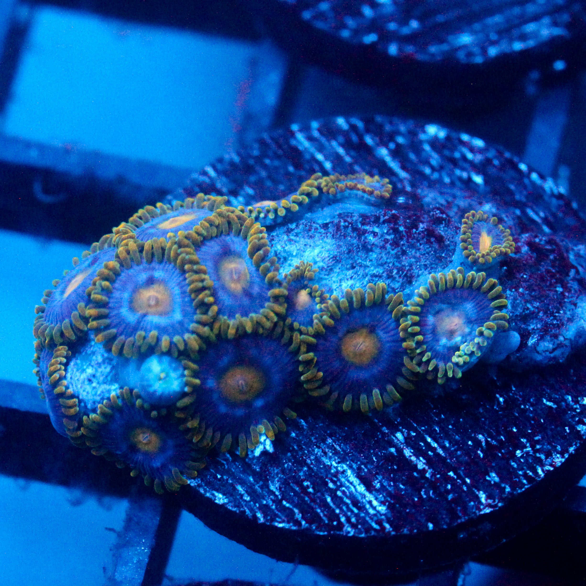 JC Blue Beast Zoanthid