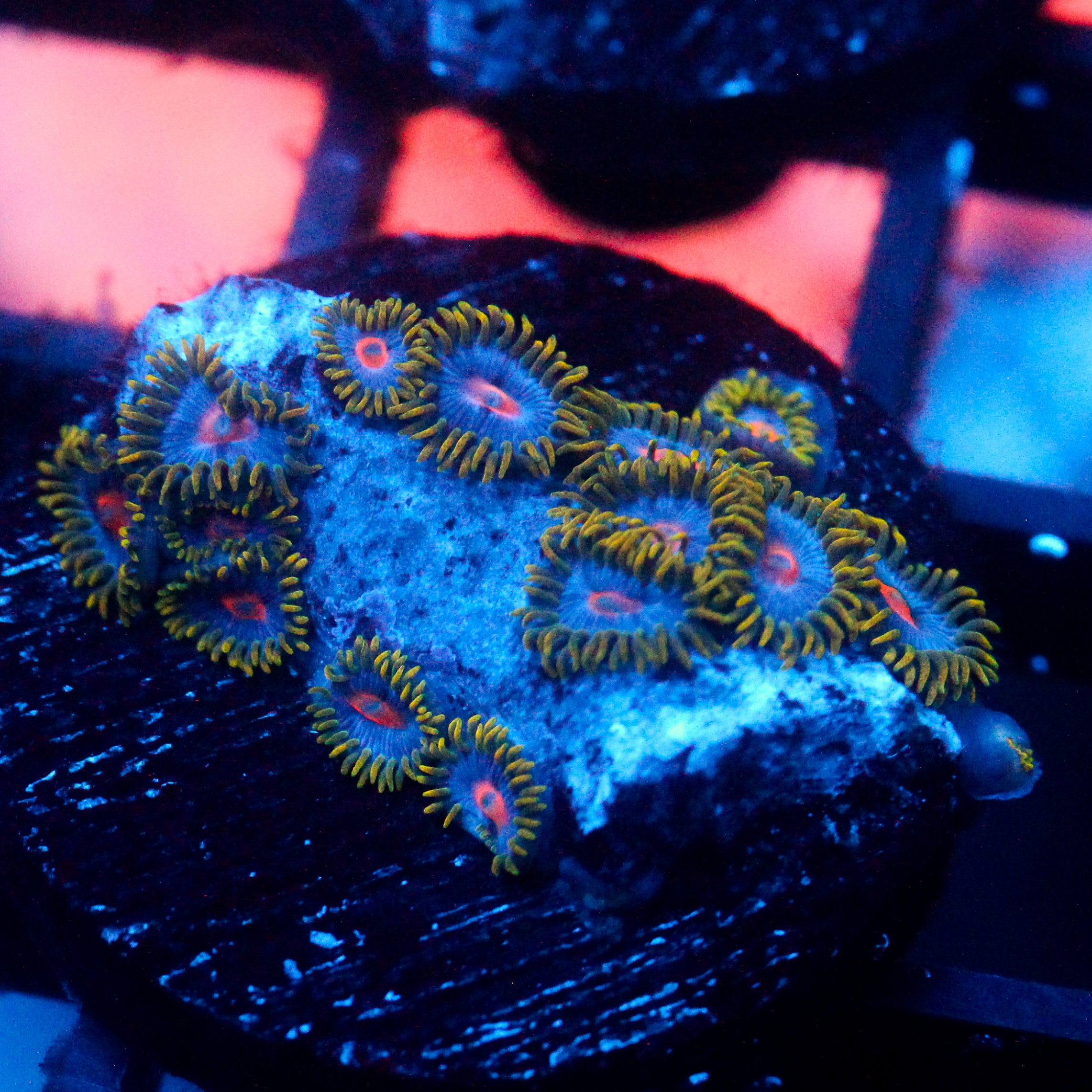 JC Gold Burn Zoanthid