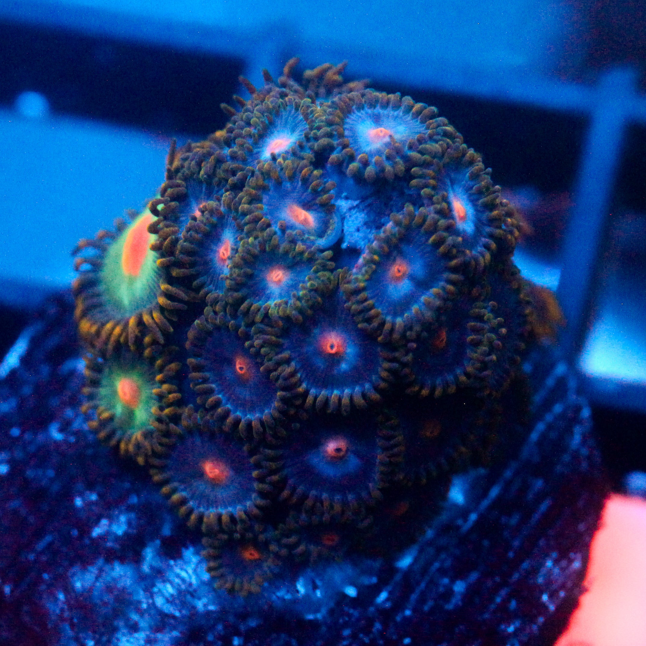 JC Gold Burn Zoanthid