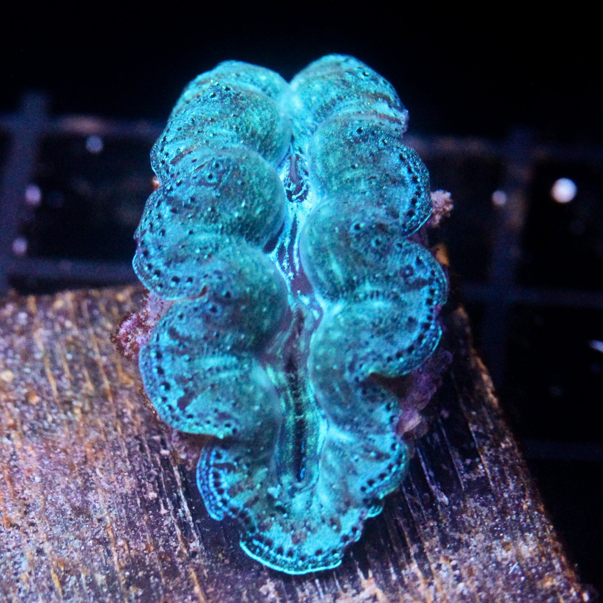 JC Biota Ultra Crocea