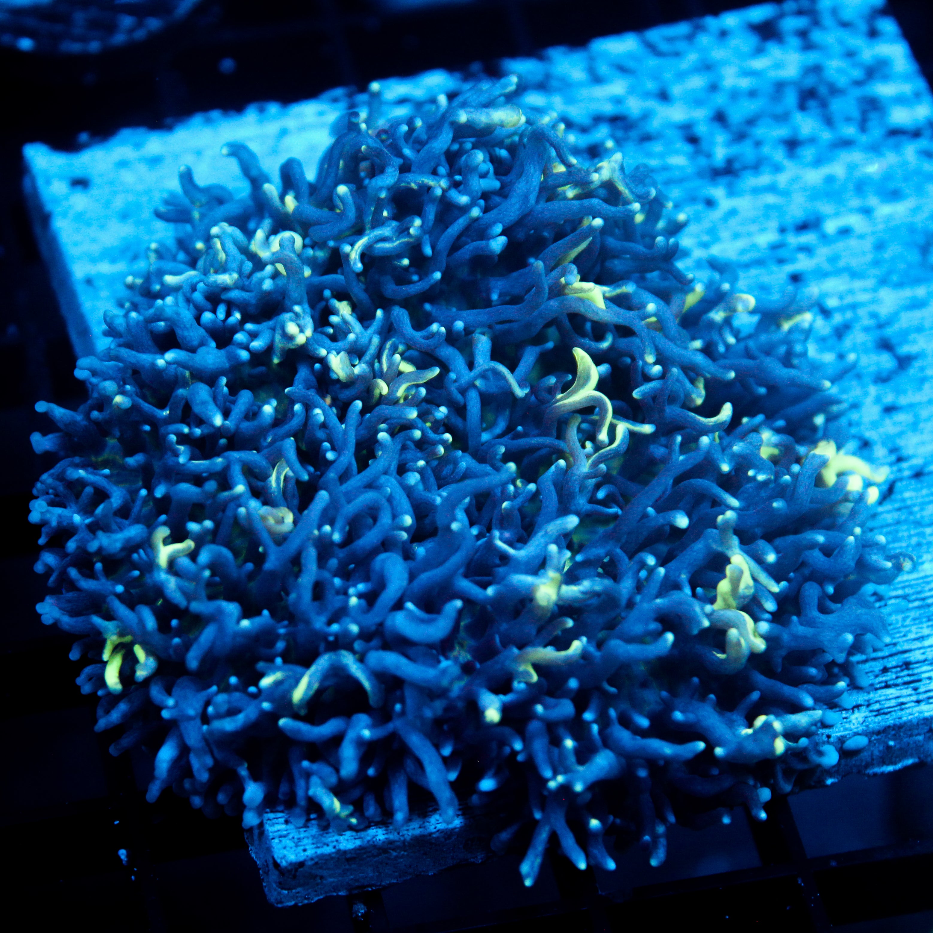 JC Incredibles Fuzzy Mushroom XL