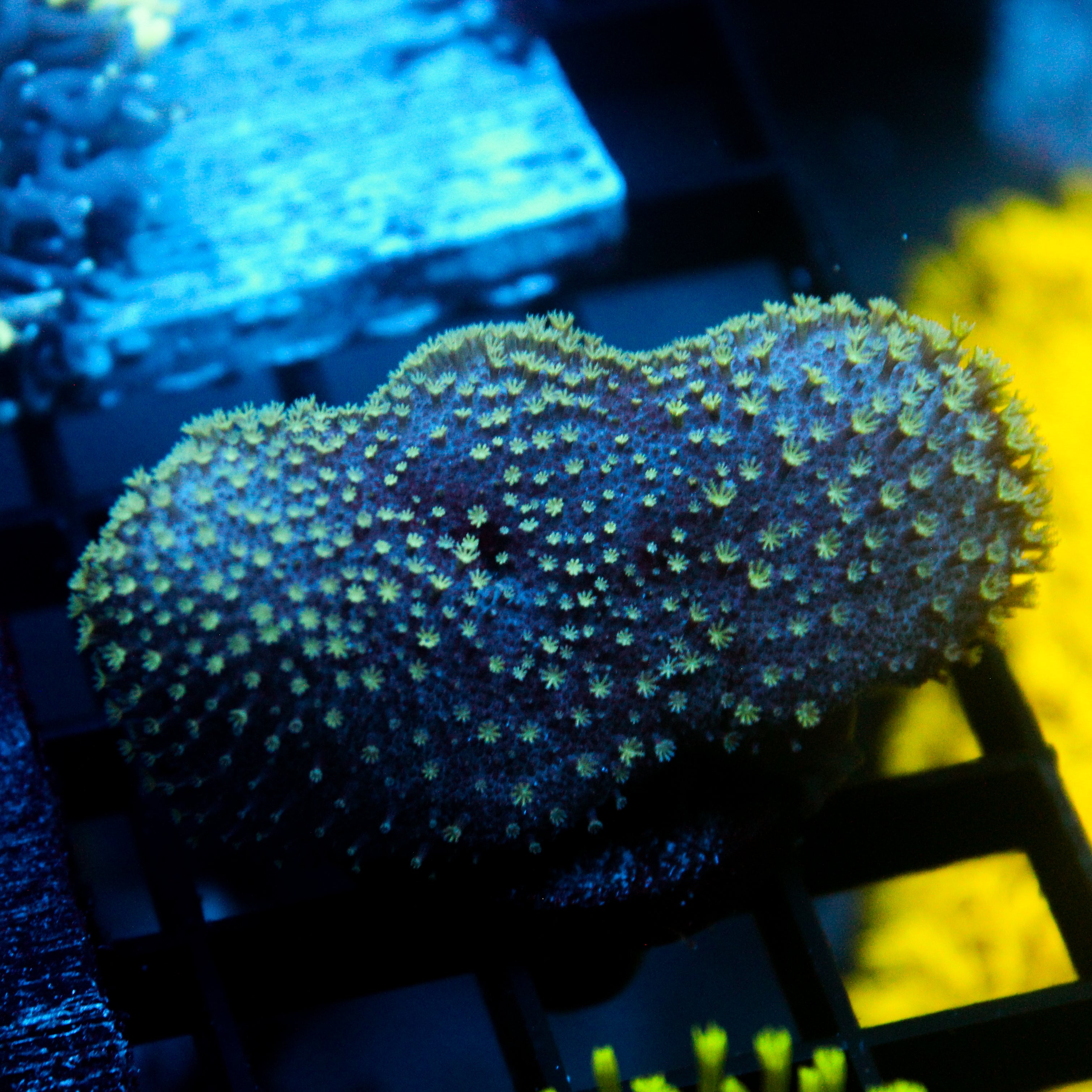 JC Crinkle Toadstool Aquacultured